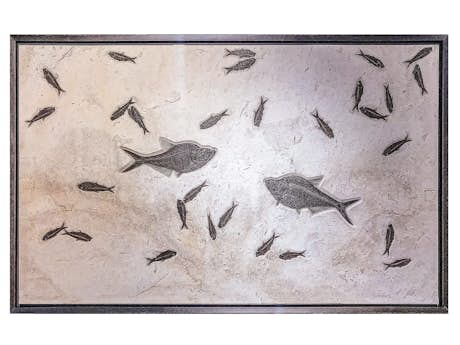 Tafel mit Fischfossilen (Diplomystus sp., Knightia sp.)